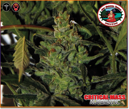 Big Buddha Seeds - Critical Mass Automatic (auto/fem.)