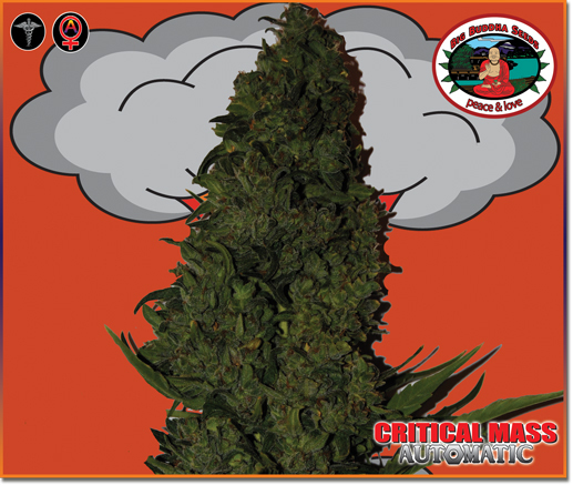 Big Buddha Seeds - Critical Mass Automatic (auto/fem.)