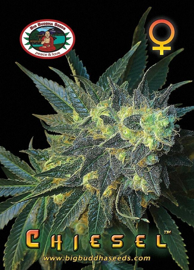 Big Buddha Seeds - Chiesel (fem.)