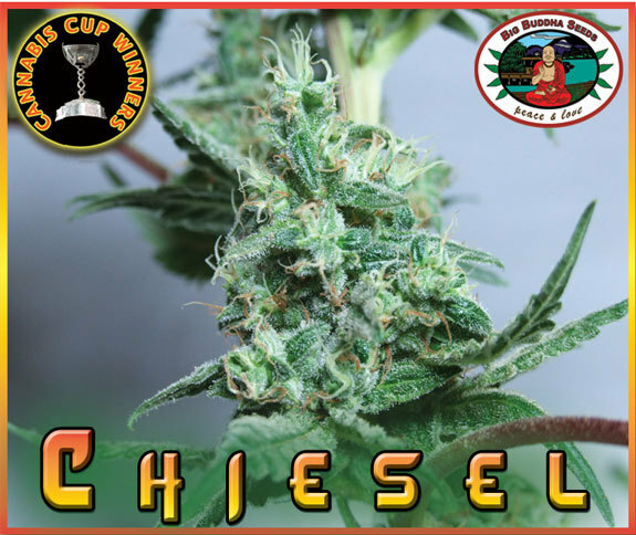 Big Buddha Seeds - Chiesel (fem.)