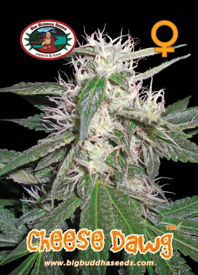 Big Buddha Seeds - Cheese Dawg (fem.)