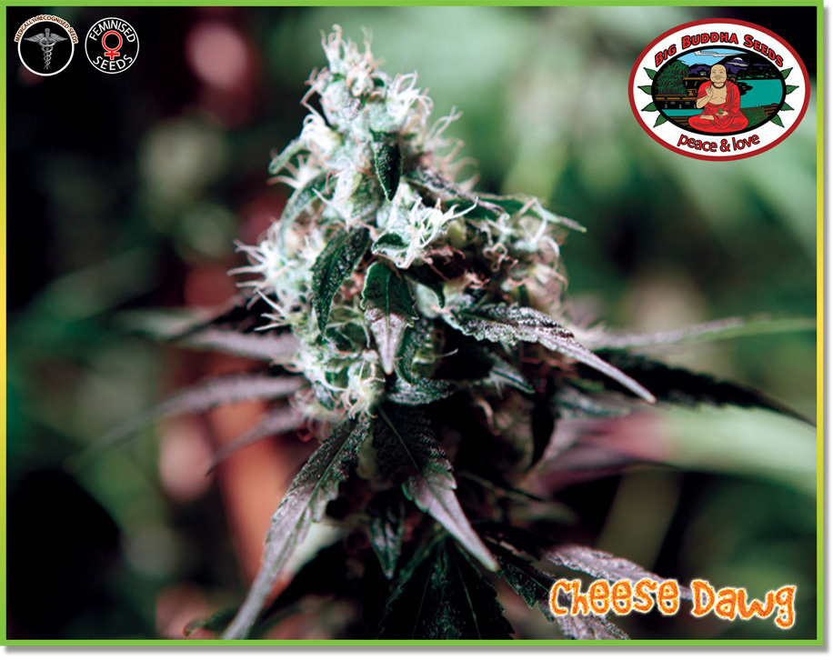 Big Buddha Seeds - Cheese Dawg (fem.)