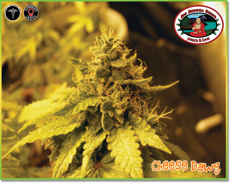 Big Buddha Seeds - Cheese Dawg (fem.)