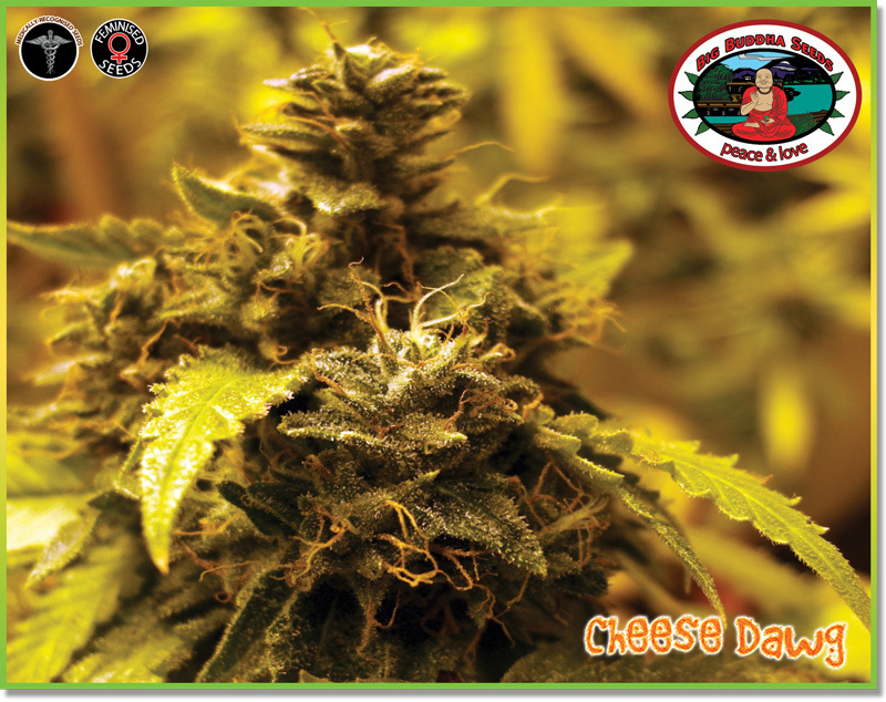Big Buddha Seeds - Cheese Dawg (fem.)