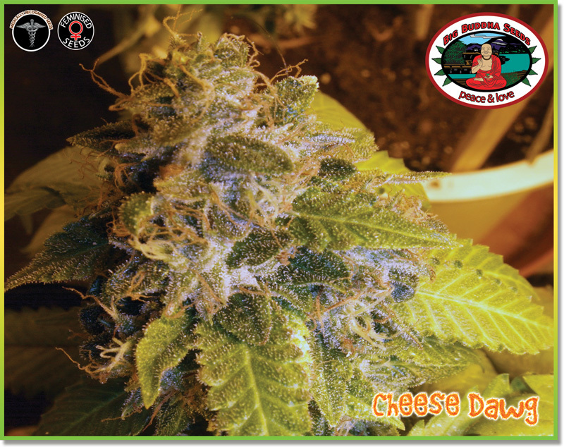 Big Buddha Seeds - Cheese Dawg (fem.)