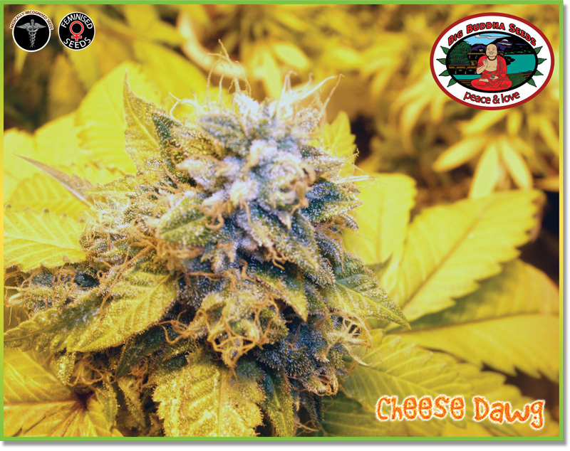 Big Buddha Seeds - Cheese Dawg (fem.)