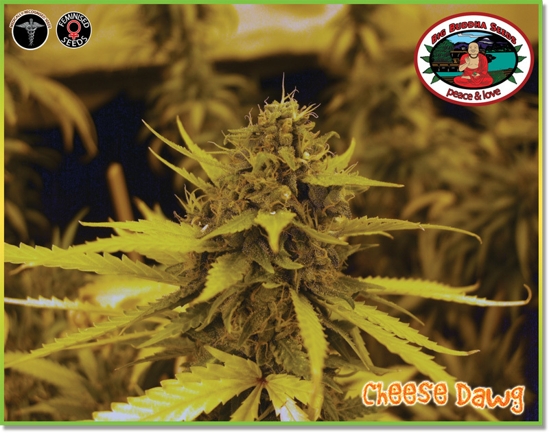 Big Buddha Seeds - Cheese Dawg (fem.)