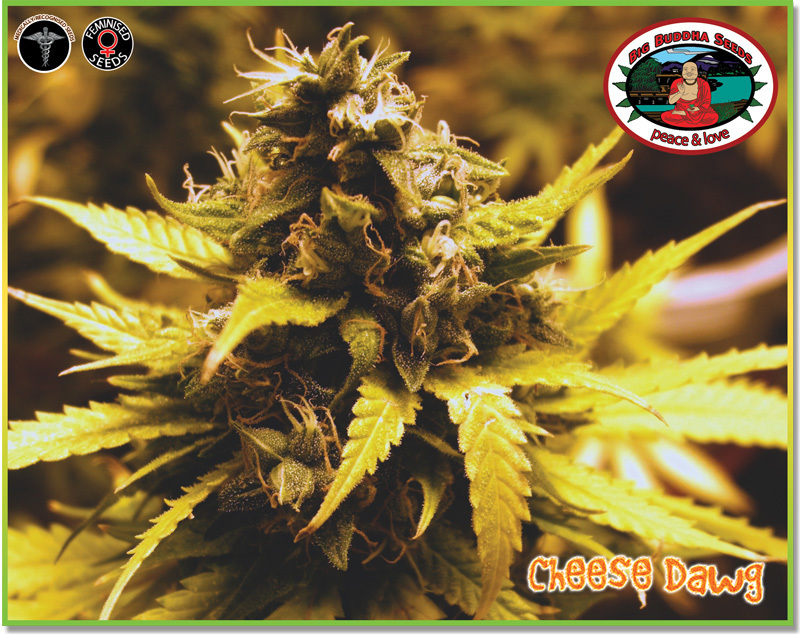 Big Buddha Seeds - Cheese Dawg (fem.)