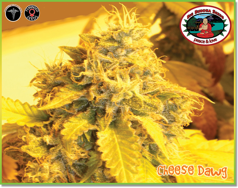 Big Buddha Seeds - Cheese Dawg (fem.)