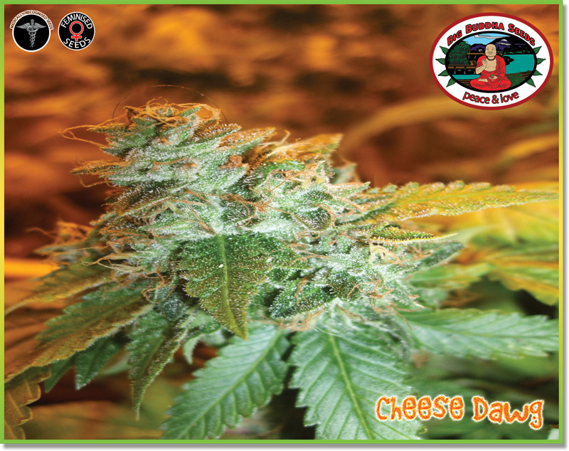Big Buddha Seeds - Cheese Dawg (fem.)