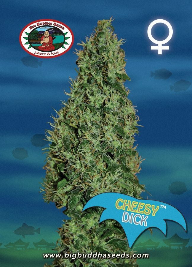 Big Buddha Seeds - Cheesy Dick (fem.) Big Buddha Seeds - Cheesy Dick (fem.)