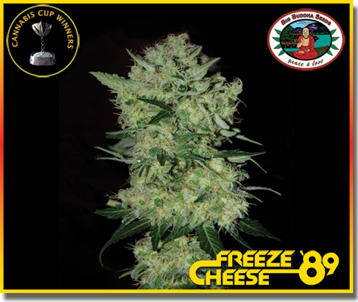 Big Buddha Seeds - Freeze Cheese 89 (fem.)