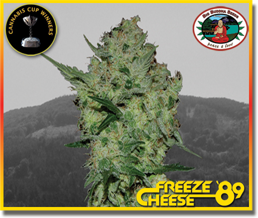 Big Buddha Seeds - Freeze Cheese 89 (fem.)