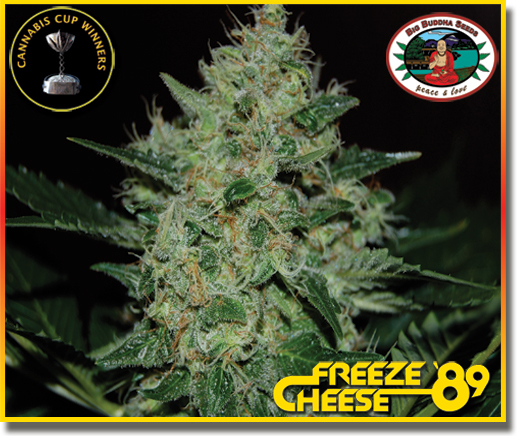 Big Buddha Seeds - Freeze Cheese 89 (fem.)