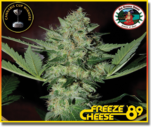 Big Buddha Seeds - Freeze Cheese 89 (fem.)