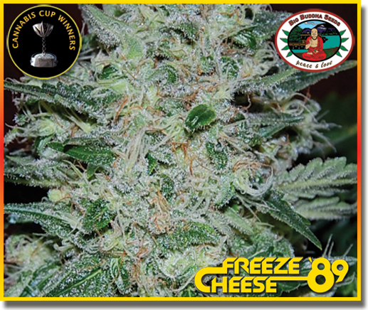 Big Buddha Seeds - Freeze Cheese 89 (fem.)