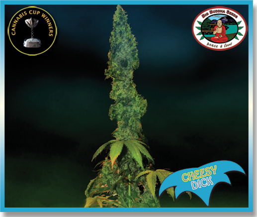 Big Buddha Seeds - Cheesy Dick (fem.) Big Buddha Seeds - Cheesy Dick (fem.)
