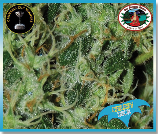 Big Buddha Seeds - Cheesy Dick (fem.) Big Buddha Seeds - Cheesy Dick (fem.)