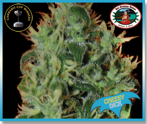 Big Buddha Seeds - Cheesy Dick (fem.) Big Buddha Seeds - Cheesy Dick (fem.)