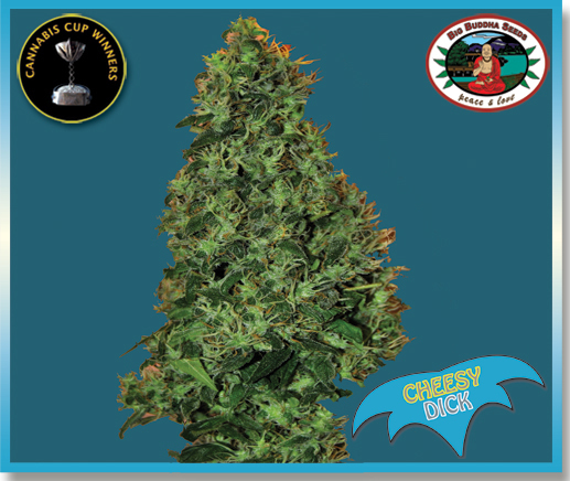 Big Buddha Seeds - Cheesy Dick (fem.) Big Buddha Seeds - Cheesy Dick (fem.)