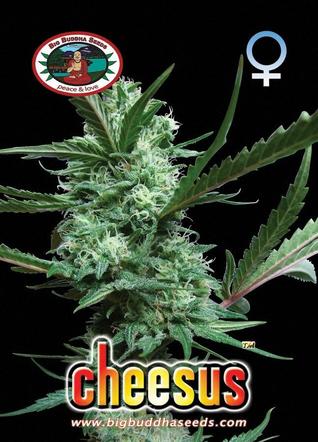 Big Buddha Seeds - Cheesus (fem.)