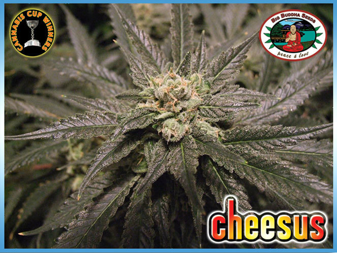 Big Buddha Seeds - Cheesus (fem.)