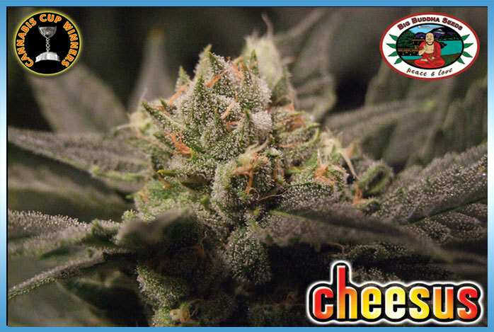 Big Buddha Seeds - Cheesus (fem.)