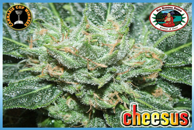 Big Buddha Seeds - Cheesus (fem.)