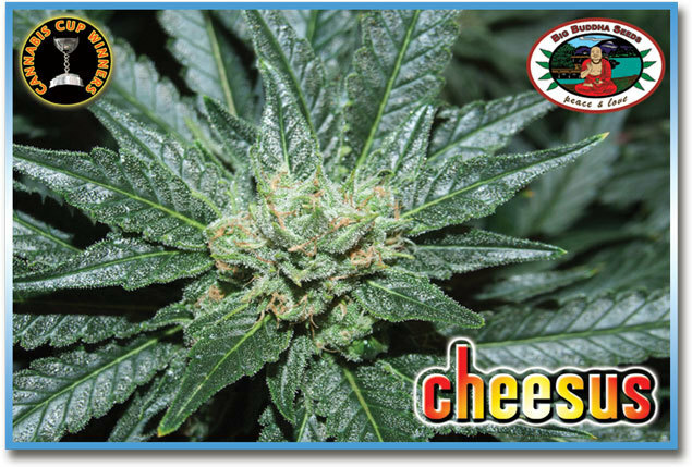 Big Buddha Seeds - Cheesus (fem.)