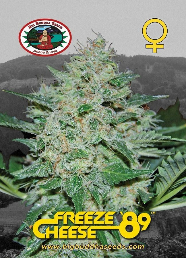 Big Buddha Seeds - Freeze Cheese 89 (fem.)