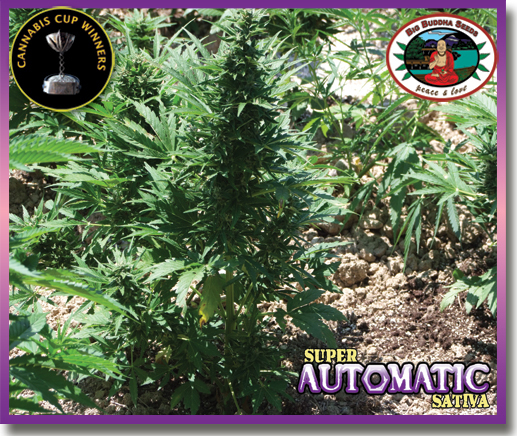 Big Buddha Seeds - Super Automatic Sativa (auto/fem.)