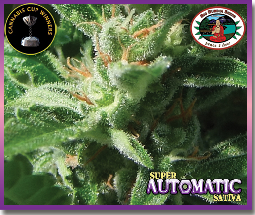 Big Buddha Seeds - Super Automatic Sativa (auto/fem.)