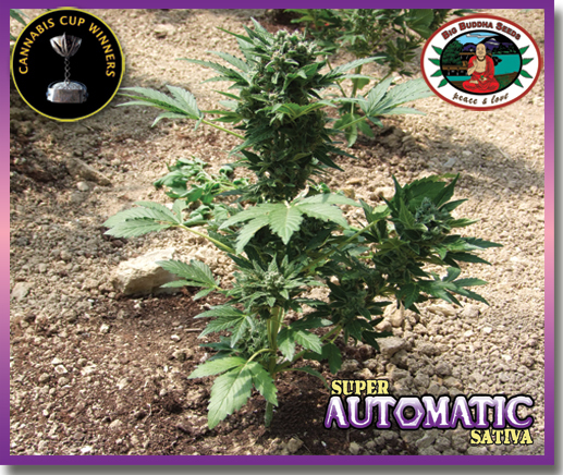 Big Buddha Seeds - Super Automatic Sativa (auto/fem.)