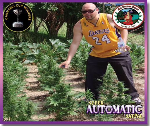 Big Buddha Seeds - Super Automatic Sativa (auto/fem.)