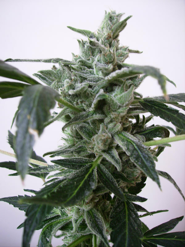 Short Stuff Seeds - Blue Himalaya (auto/fem.)
