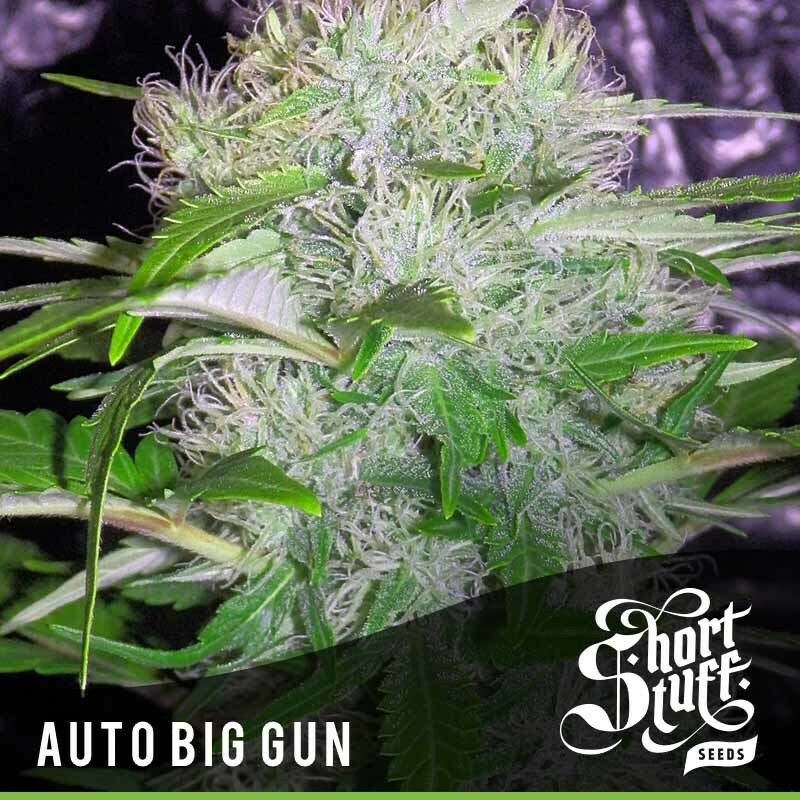Short Stuff Seeds - Auto Big Gun (auto/fem.)