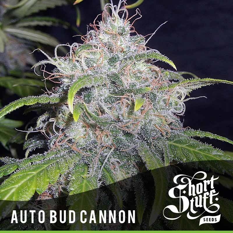 Short Stuff Seeds - Auto Bud Cannon (auto/fem.)