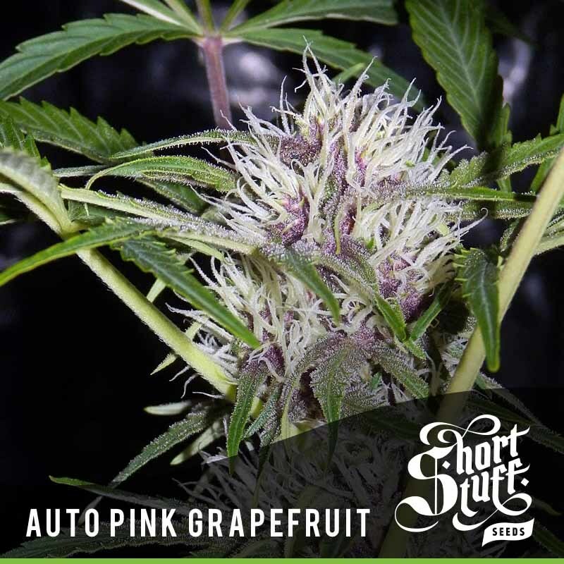 Short Stuff Seeds - Auto Pink Grapefruit (auto/fem.)