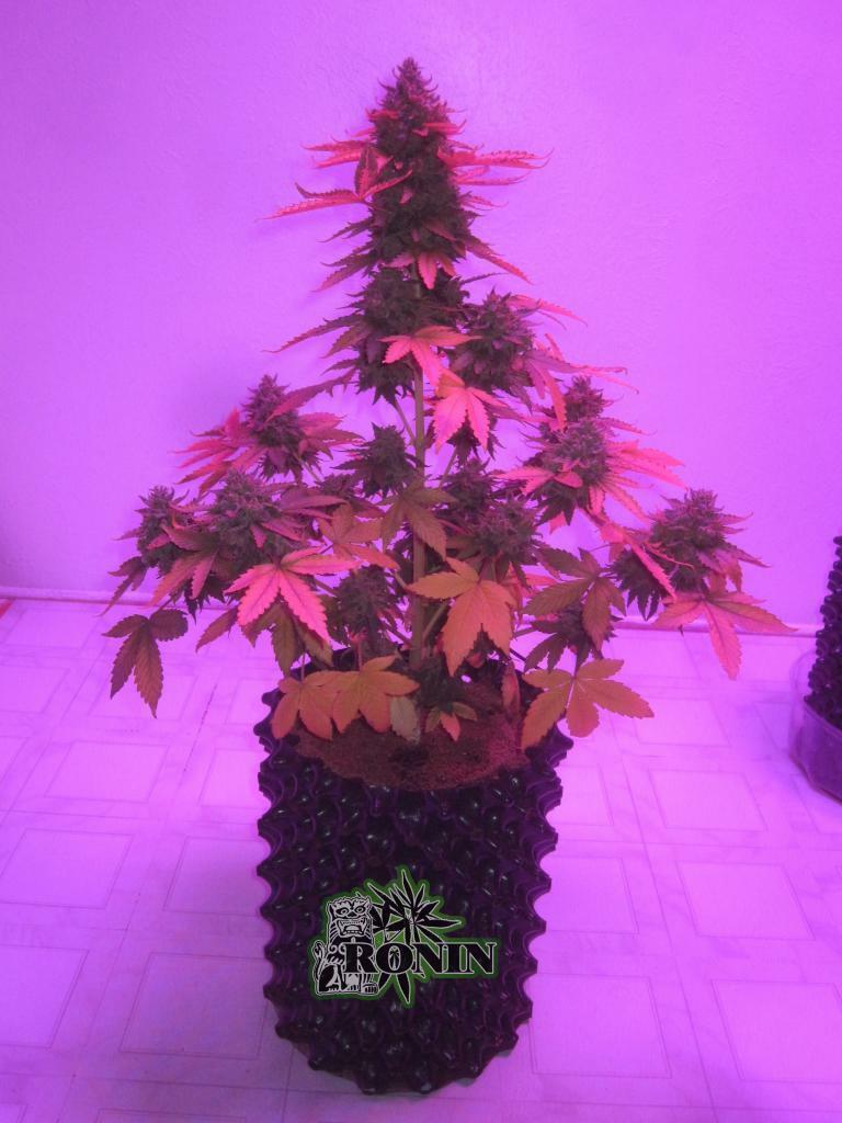Short Stuff Seeds - Auto Pink Grapefruit (auto/fem.)