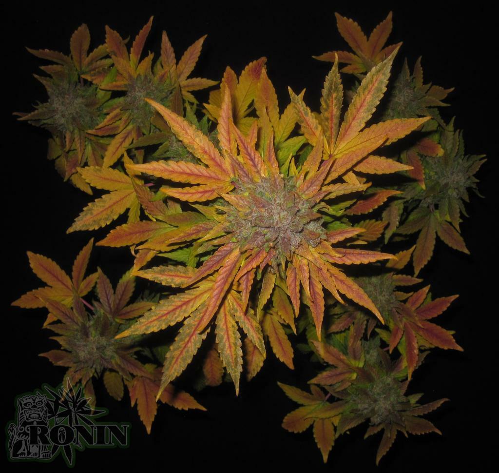 Short Stuff Seeds - Auto Pink Grapefruit (auto/fem.)