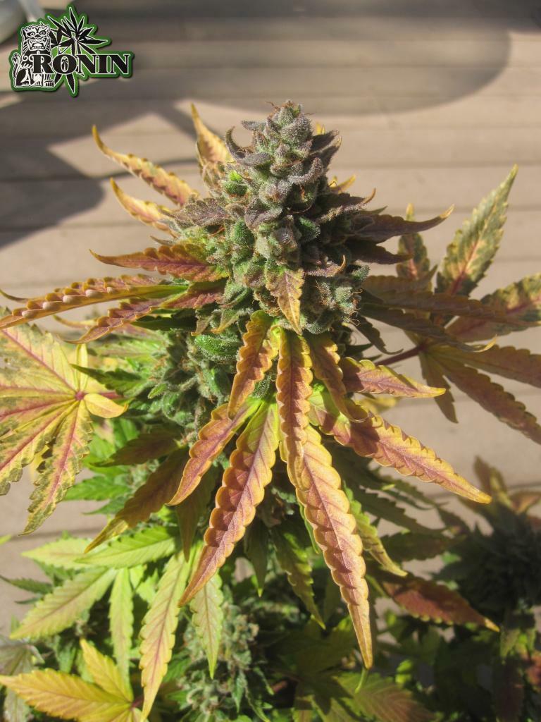 Short Stuff Seeds - Auto Pink Grapefruit (auto/fem.)