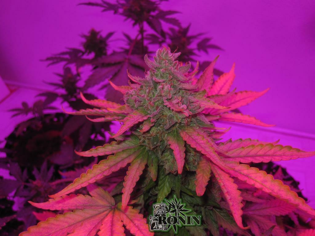 Short Stuff Seeds - Auto Pink Grapefruit (auto/fem.)