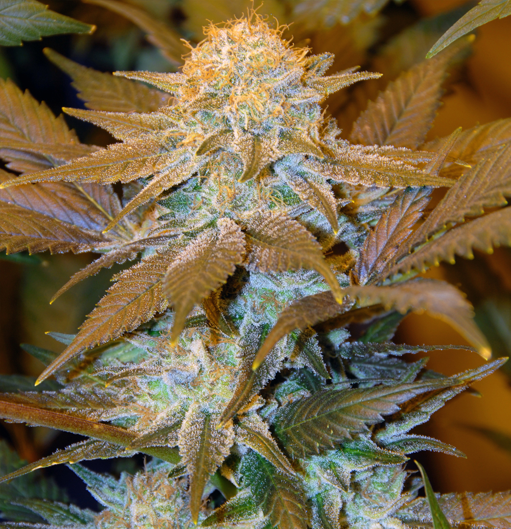 T.H. Seeds - Critical HOG (fem.)