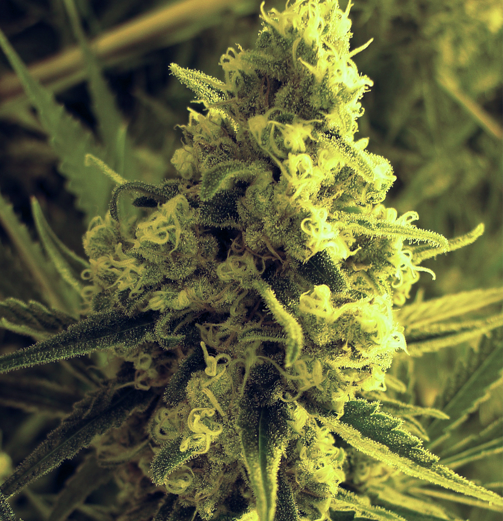 T.H. Seeds - Critical HOG (fem.)