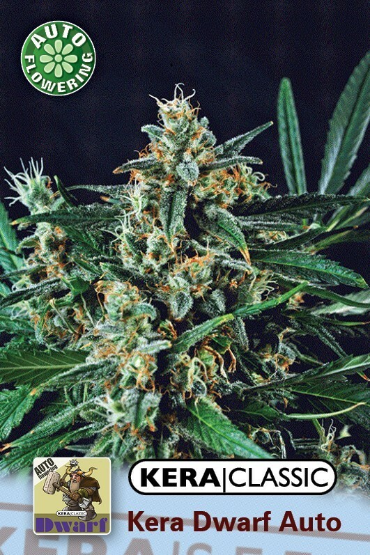 Kera Seeds - Kera Dwarf Auto (auto/fem.)