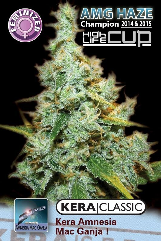 Kera Seeds - Amnesia Mac Ganja (fem.)