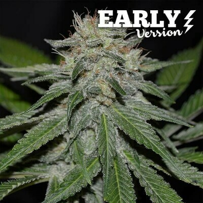 Delicious Seeds - Critical Neville Haze Early Version (fem.) 07582