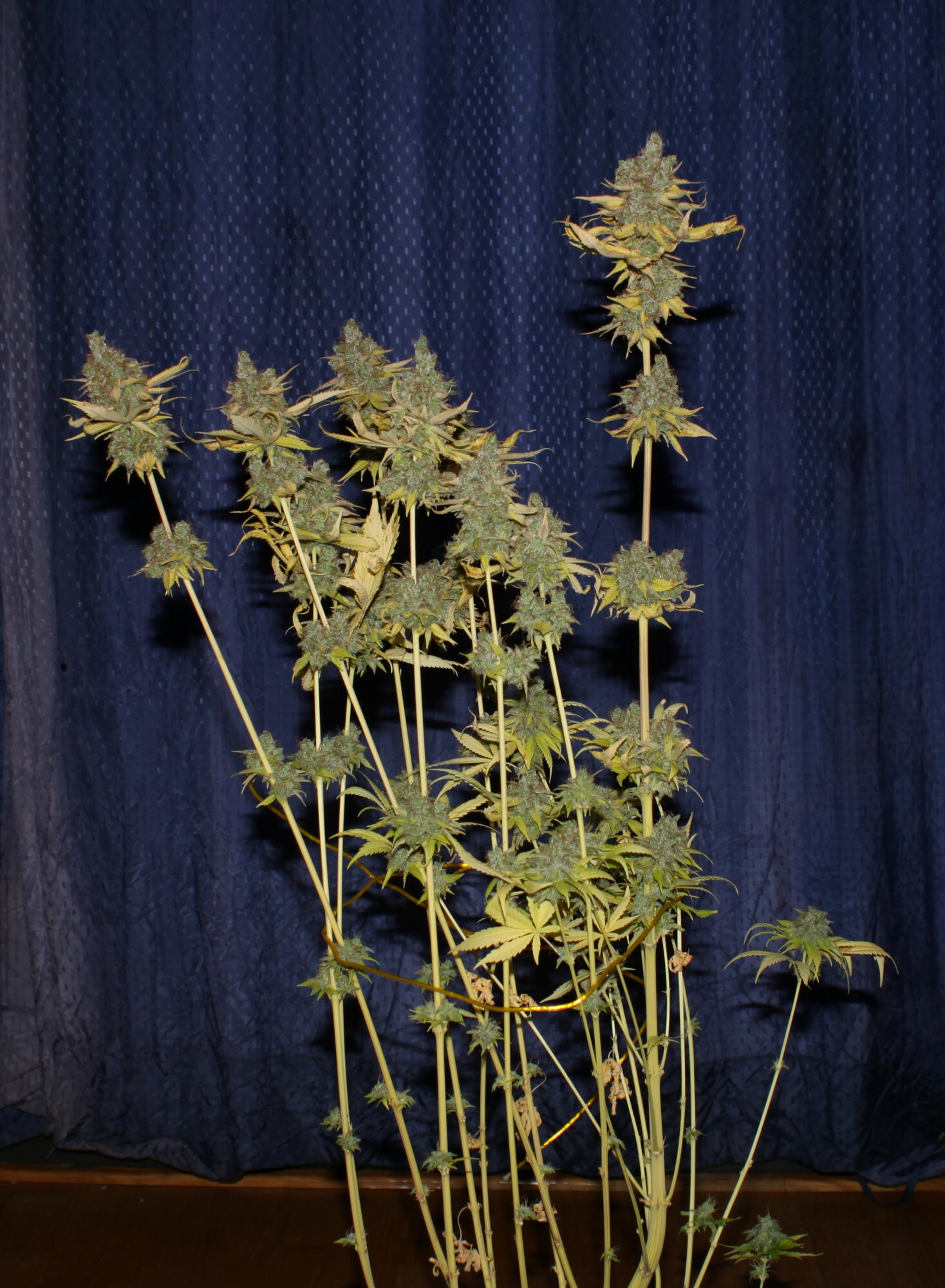 Seedsman - Badazz Cookies OG (fem.)