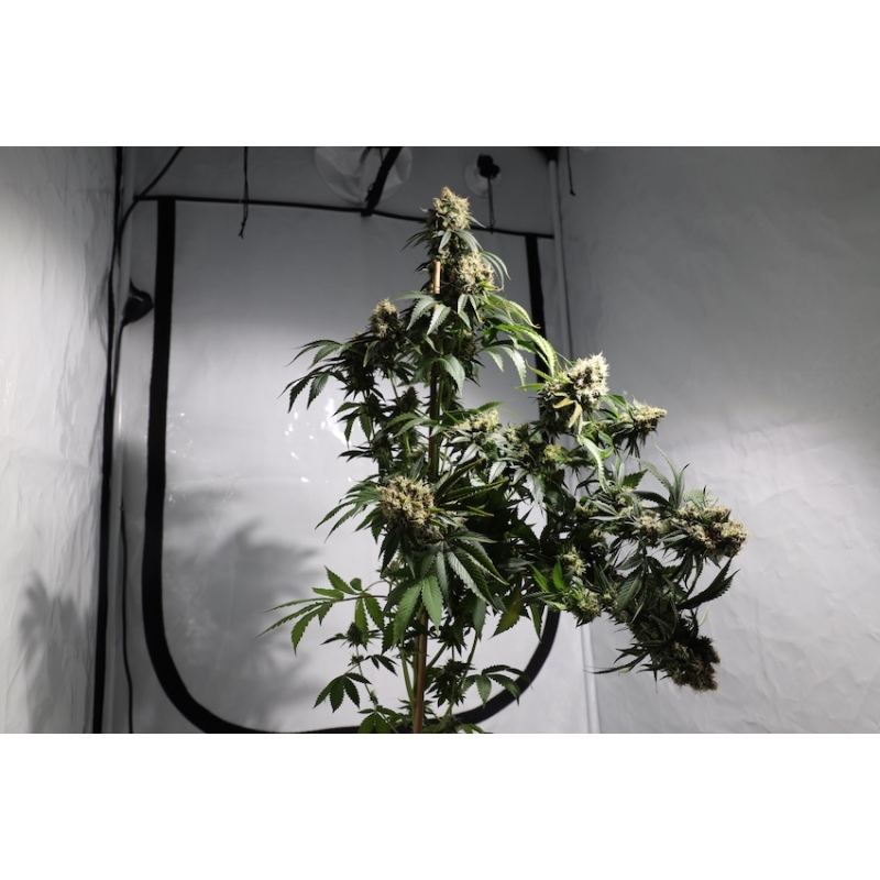 Super Sativa Seed Club - Bruce Lemon Diesel (fem.) Super Sativa Seed Club - Bruce Lemon Diesel (fem.)