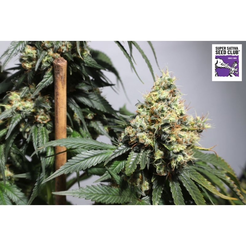 Super Sativa Seed Club - Bruce Lemon Diesel (fem.) Super Sativa Seed Club - Bruce Lemon Diesel (fem.)